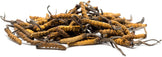 Image of a pile of cordyceps growing from caterpillars