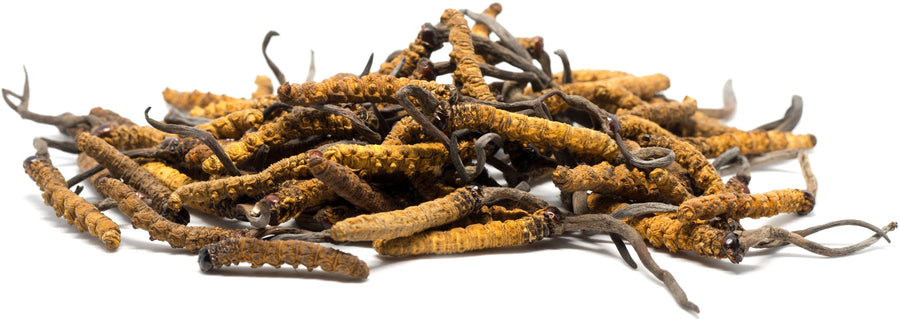 Image of a pile of cordyceps growing from caterpillars