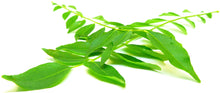 Image of green curry leaves on their stem on white background