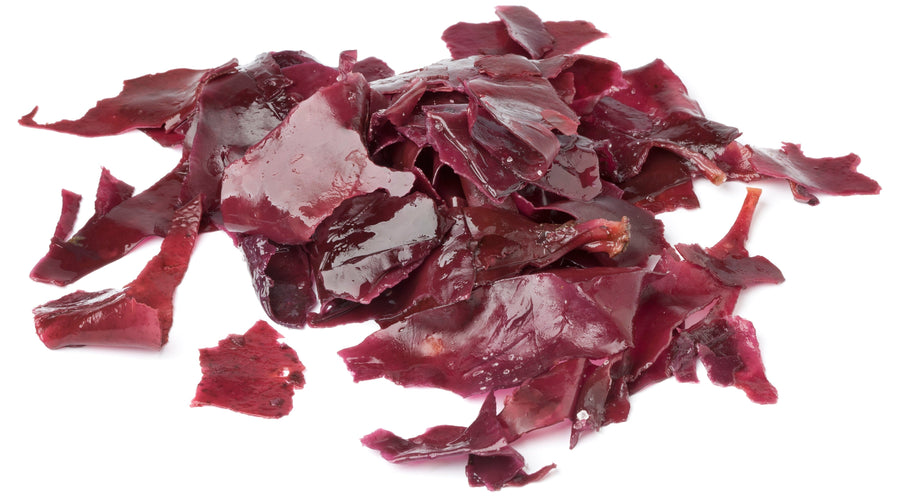 Dulse piled together on white background