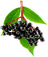 Photo of black Elderberries attached to stem with leaves