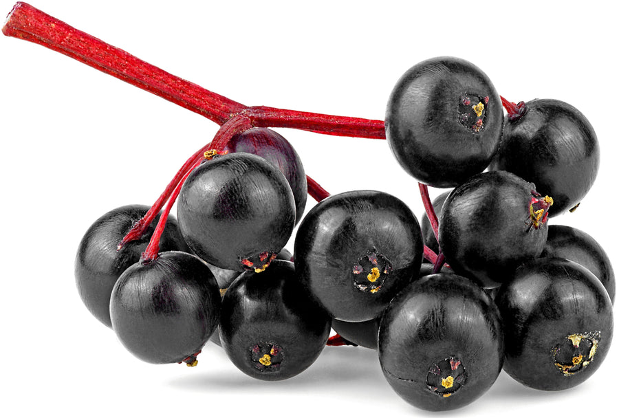 Image of a bunch of Elderberries on their stem