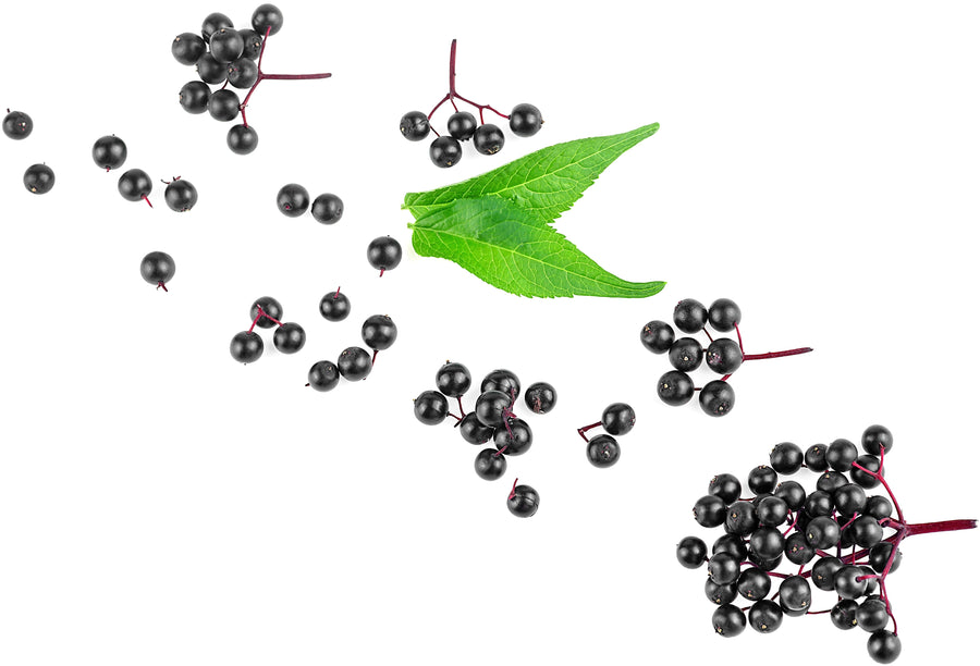 Image of a bunch of Elderberries on their stem and green leaves