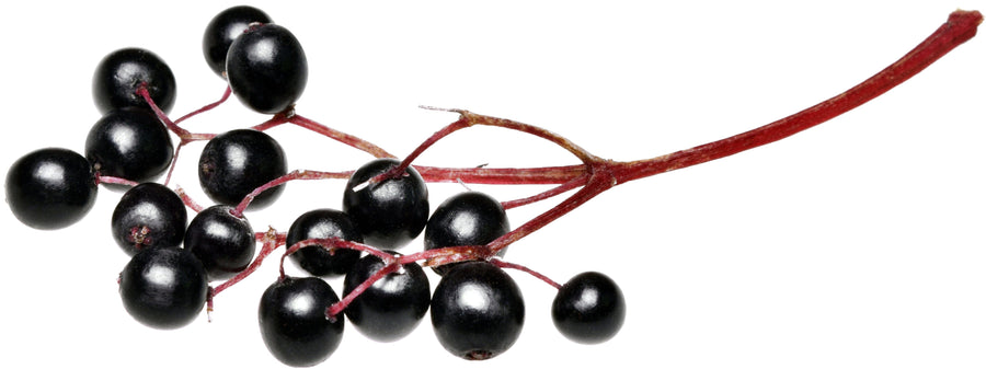 Close Image of 16 fresh black Elderberries on their stem