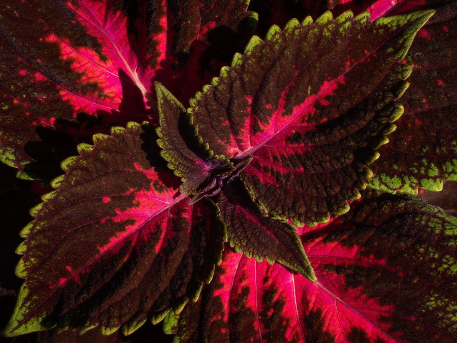 Image of a couple of brown and bright red Forskohlii leaves