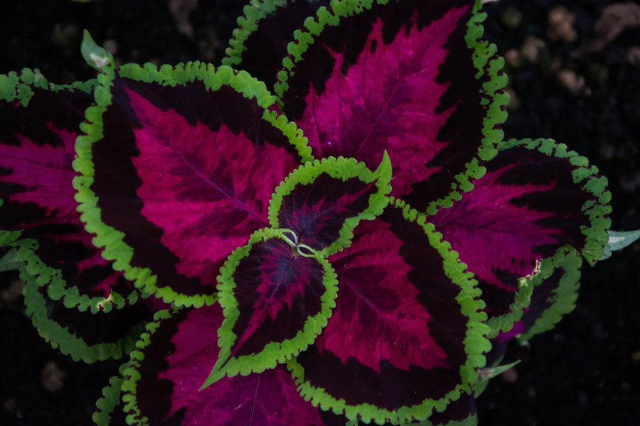 Image of a couple of brown and bright red Forskohlii leaves with green ends