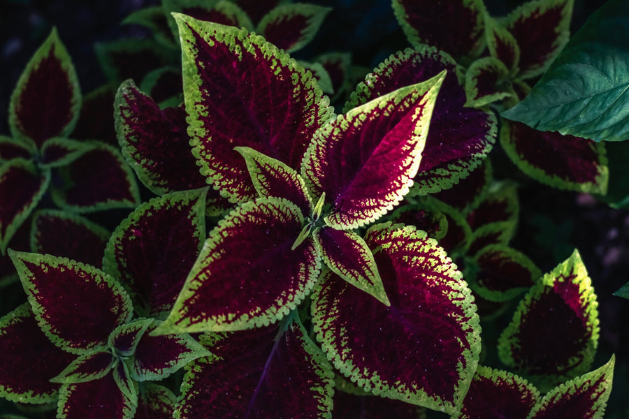 Image of a couple of bright red and green Forskohlii leaves