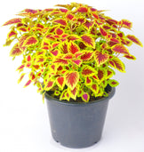 Image of Forskohlii plant with yellow and red leaves growing from a gray pot