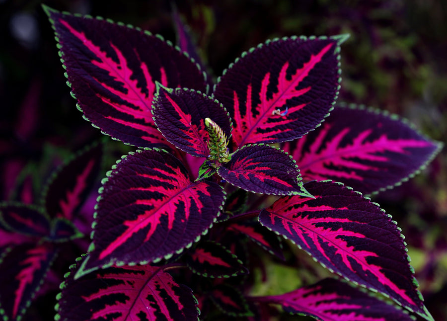 Close up image of Forskohlii leaves showing bright red, purple and green colors