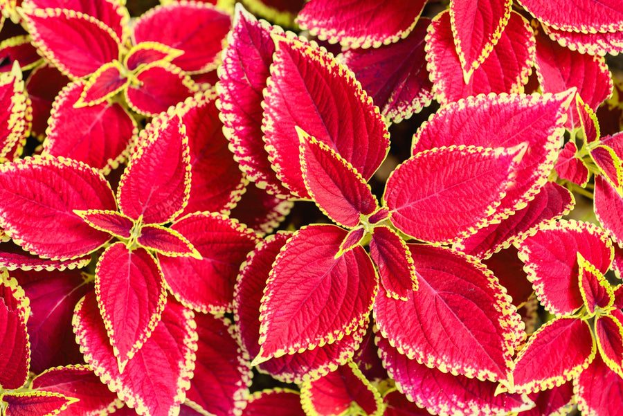 Close up image of Forskohlii leaves showing bright red and yellow colors