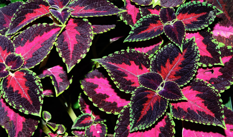 Closeup image of Forskolin plant leaves.