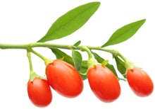 Image of four Goji Berries on stem with leaves.