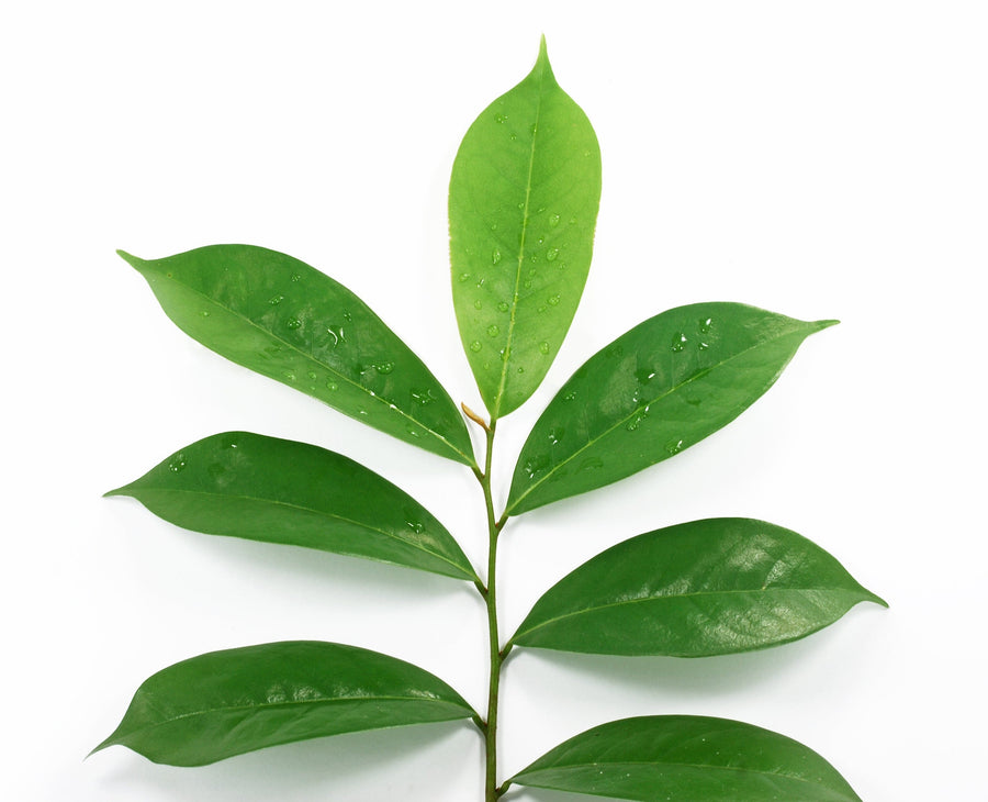 Image of green Graviola Leaves in their stem