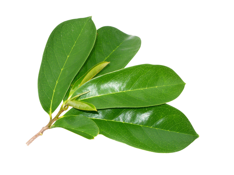 Image of green Graviola Leaves