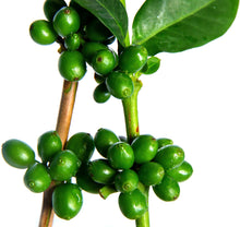 Image of Green Coffee Beans on branch with green leaves. 