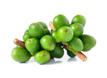 Close photo of green unripe coffee cherries on tree stem