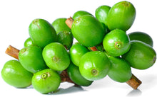 Photo of bunch of fresh green unripe coffee cherries on short cut stem