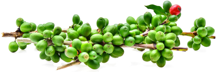 Image of Green Coffee Bean clusters on branch with leaves.