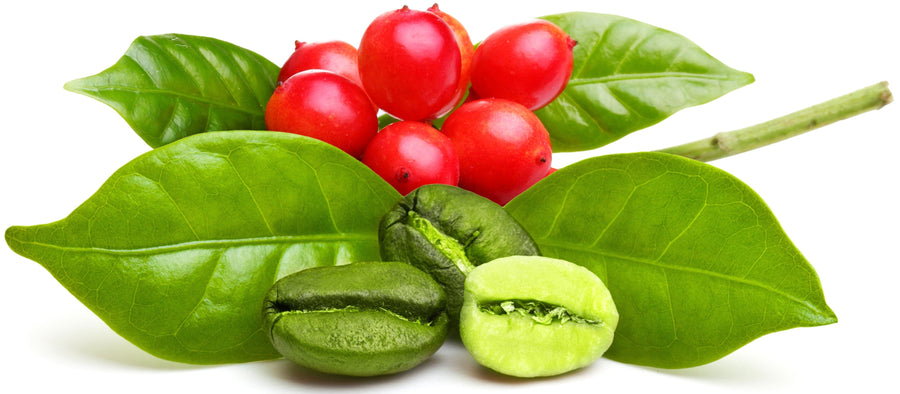 Image of halved Green Coffee Beans with leaves and ripe coffee beans in the background.