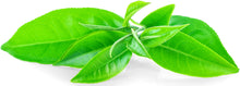 Photo of fresh Green Tea leaves