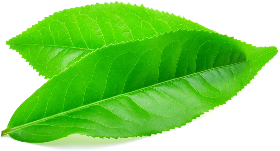 Close photo of 2 bright Green Tea leaves on white background