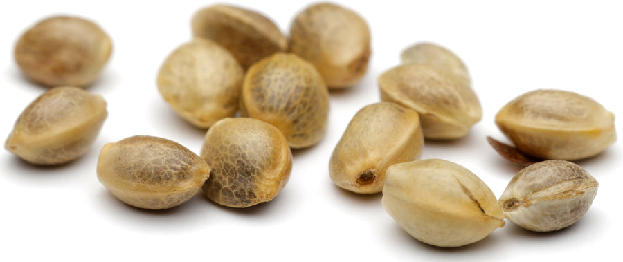 Close uo image of Hemp Seeds on white background.