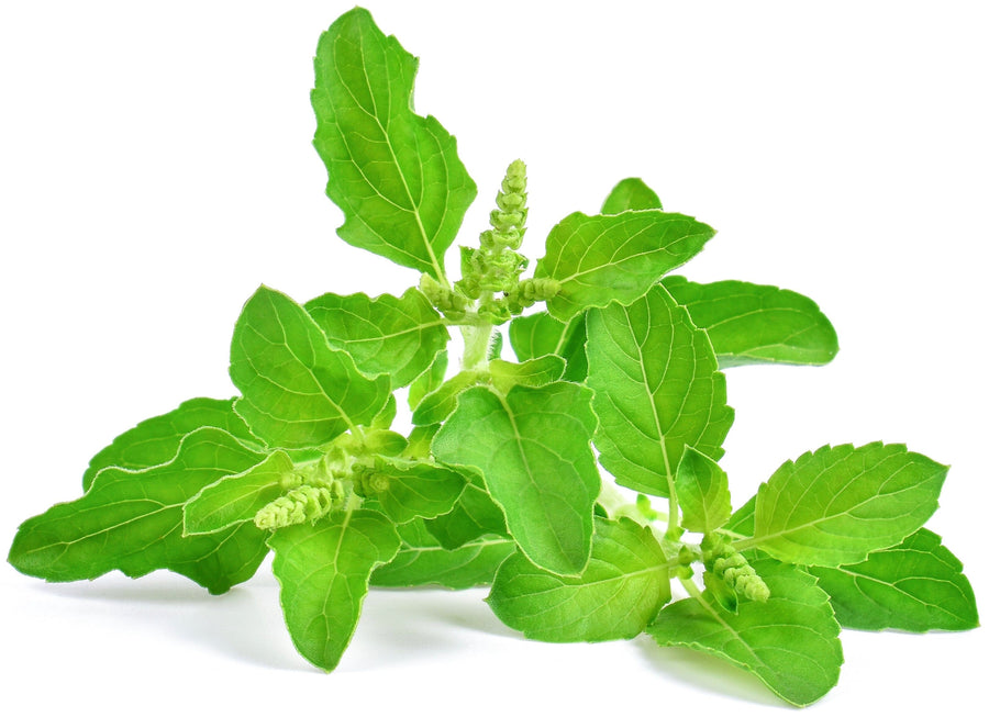 Image of bright green holy basil leaves