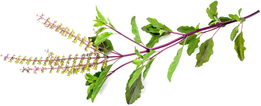 Image of Holy basil in its red stem