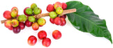 Close photo of a piece of coffee tree branch with several unripe and ripe coffee beans and a leaf - Z Natural Foods