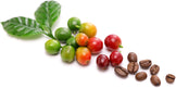 Colorful photo of green coffee tree leaves, unripe green coffee cherries, ripe red coffee cherries, and brown roasted coffee beans - Z Natural Foods