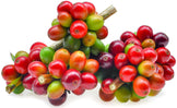 Close photo of Coffee tree stem full of colorful red ripe and green unripe coffee cherries - Z Natural Foods