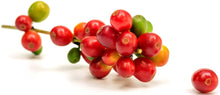 Photo of stem with group of red ripe coffee cherries attached - Z Natural Foods