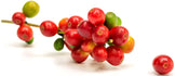 Photo of stem with group of red ripe coffee cherries attached - Z Natural Foods