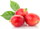 Close photo of 3 Red Ripe Coffee Cherries with a Leaf - Z Natural Foods