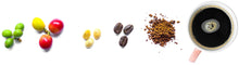 Photo showing  progression of Unripe Green Coffee Cherries to Ripe to fresh coffee seeds to roasted coffee beans to coffee powder to cup of coffee - Z Natural Foods