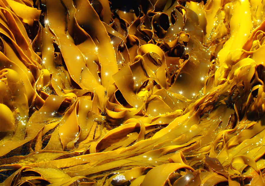 Image of fresh yellow Kelp (Rockweed)