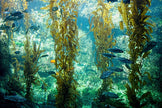 Image of Kelp (Rockweed) in the ocean with fish swimming around it