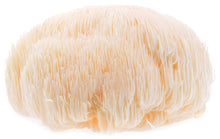 Close photo of single white / light yellow Lion's Mane Mushroom looking like mass of hair