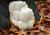 Image of a white lions mane mushrooms growing from the bottom of a tree surrounded by leaves