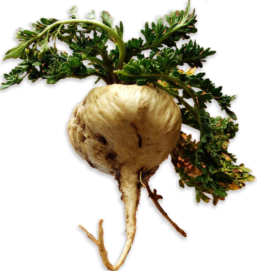 Close image of single fresh white maca root with green leaves attached