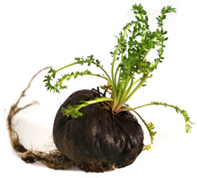 Close photo of whole fresh raw black Maca Root with green stems sprouting from the top