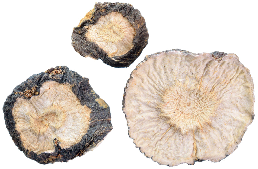 Closeup images of cross-section of Maca Root slices.