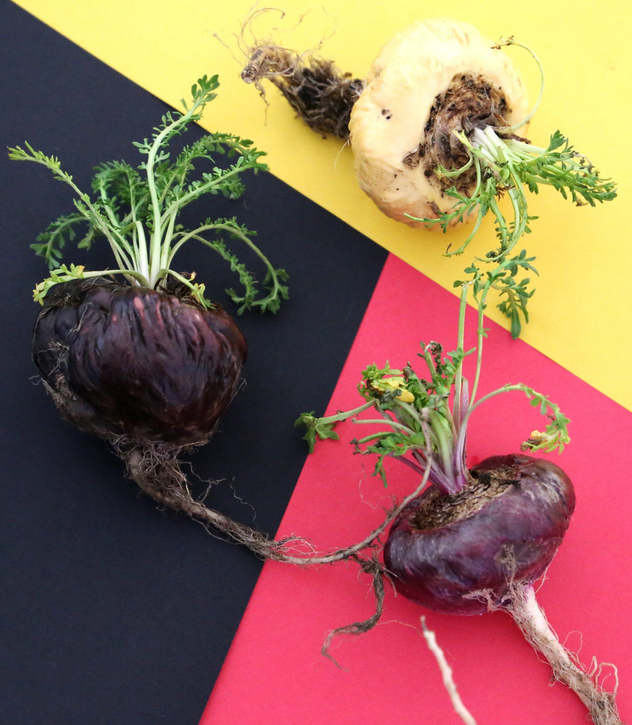 Image of assorted Maca Roots on dfferent colored sections, red maca root on red section, yellow maca root on yellow section, and black maca root on the black section.l Foods 