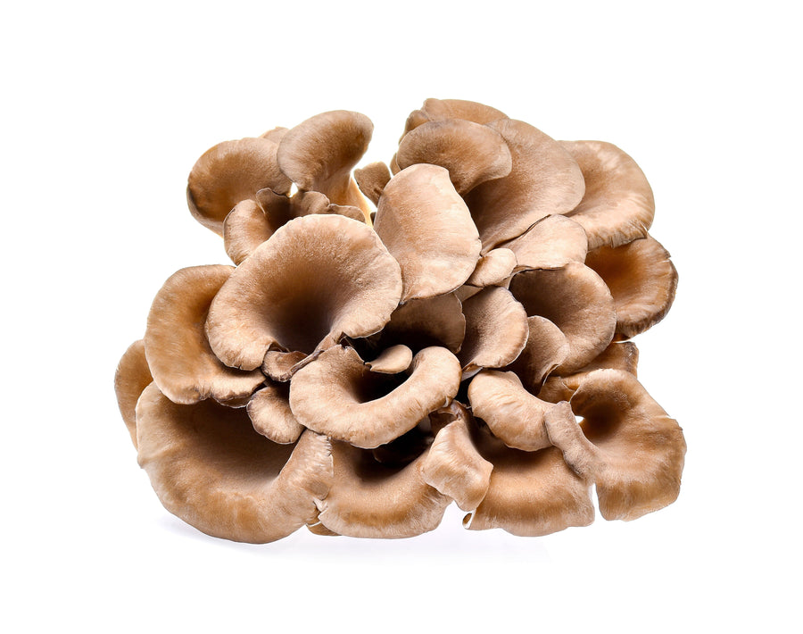 Top view of single Maitake Mushroom Mushrooms on white background - Z Natural Foods 