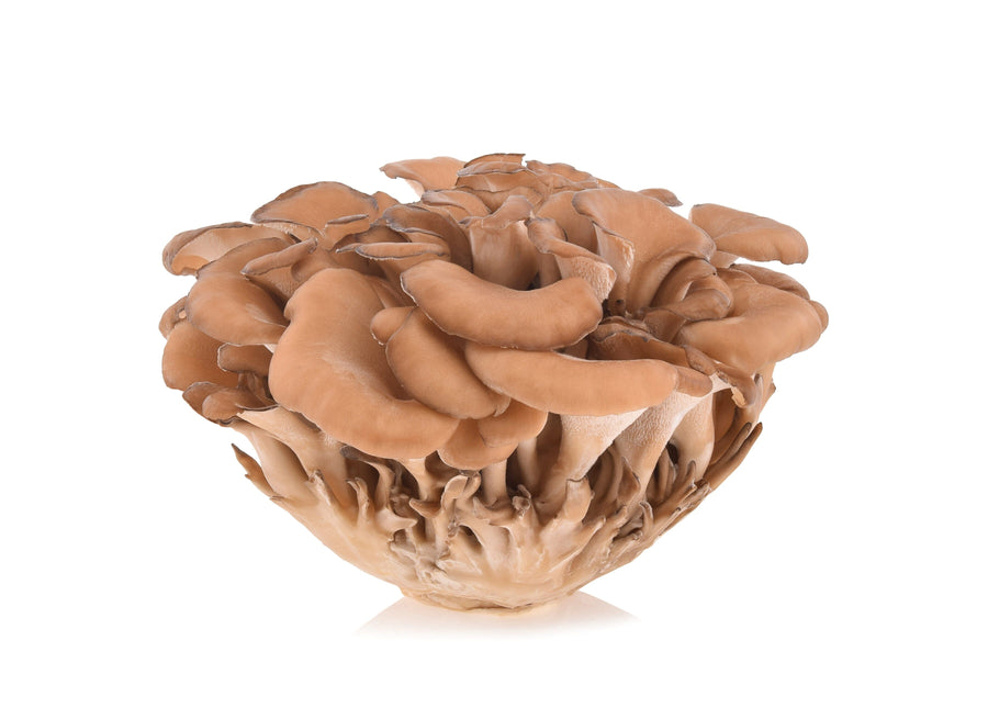 Photo showing Side view of single Maitake Mushroom Mushrooms - Z Natural Foods