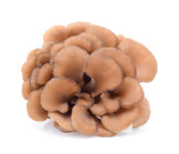 Top view of different Maitake Mushroom - Z Natural Foods 