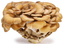 Image of whole brown Maitake Mushroom