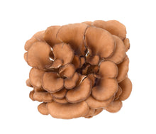 Image of whole brown Maitake Mushroom