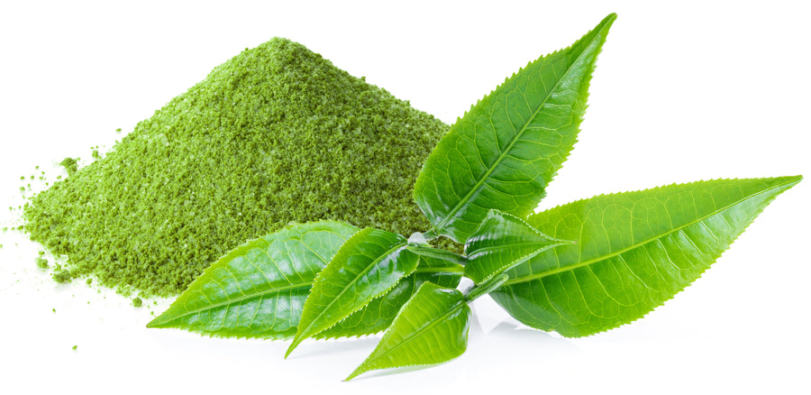 Fresh Matcha Green Tea leaves with matcha green tea powder in the background.