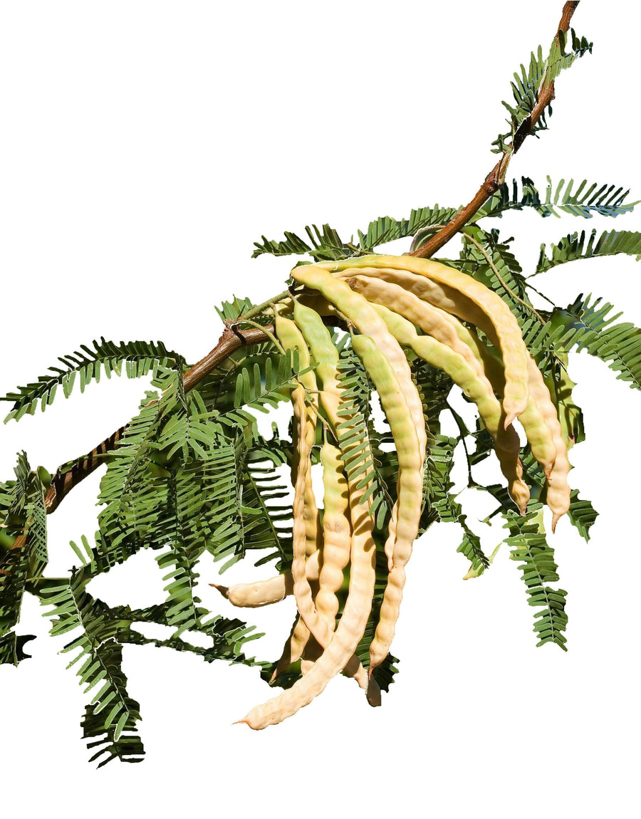Image of Mesquite branch with pods and leaves on a white background